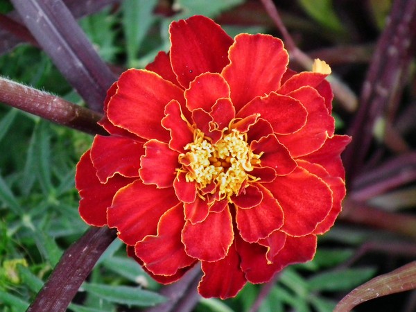 a flower