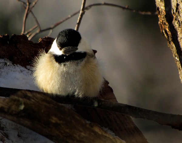 Chickadee - full meal deal!