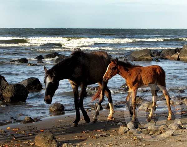 Beach Strolling!