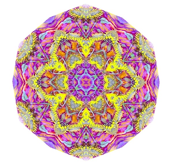 sunflower mandala