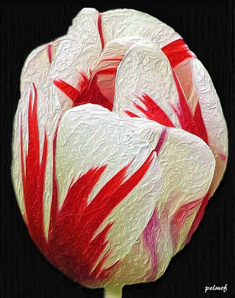 Flame Striped Tulip