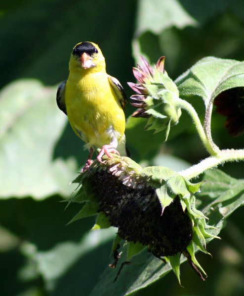 Gold Finch 2