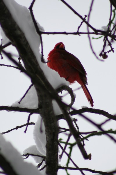 Cardinal 2