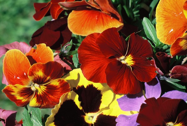 Pansy Flowers