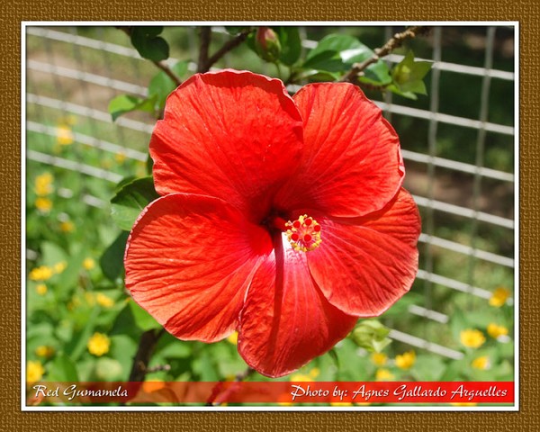 Red Gumamela