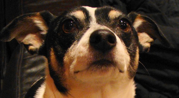 Mookie