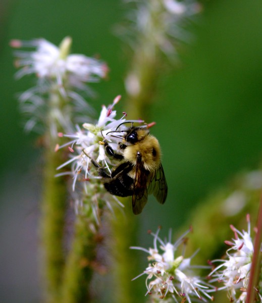 Honey Runner