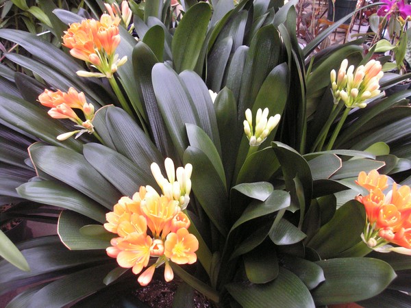 Flowers I