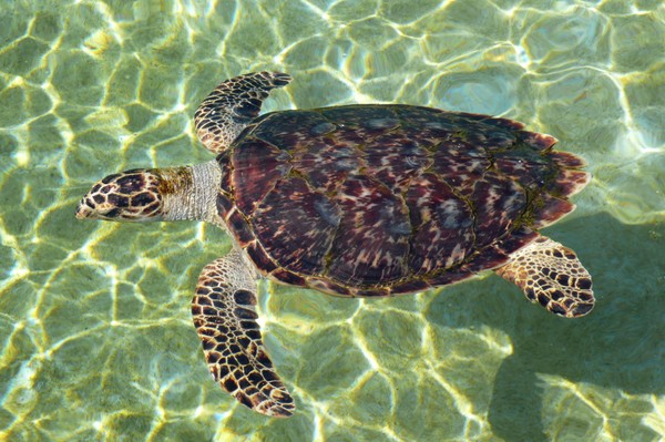 Sea Turtle
