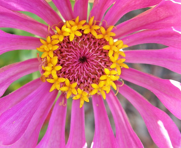 Pink Daisy