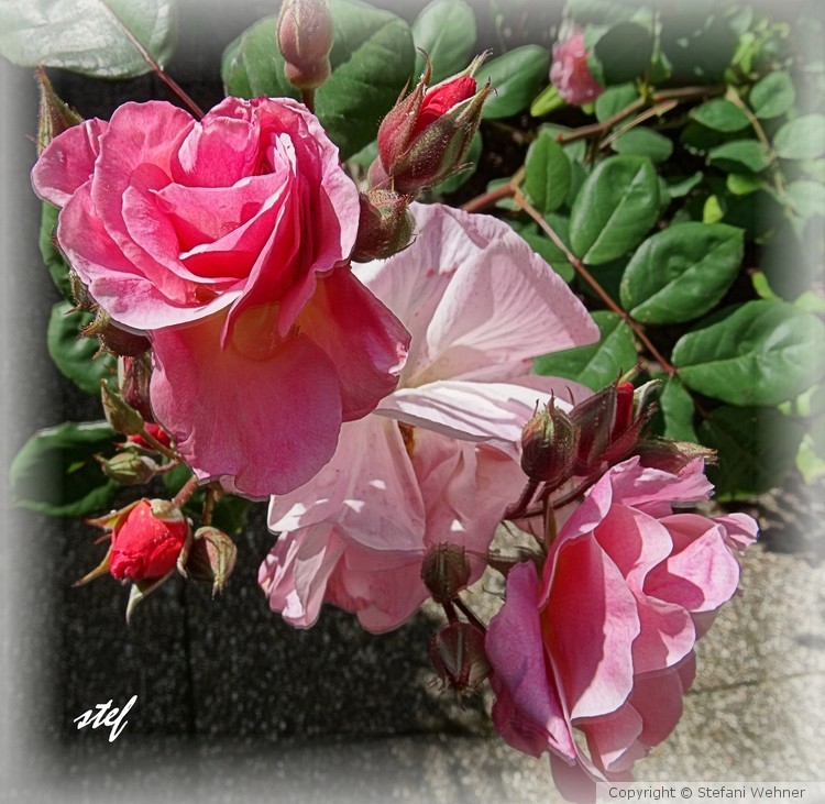 September rose