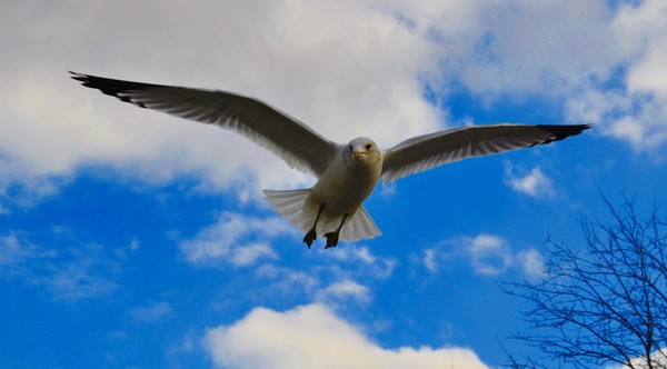 flying_gull