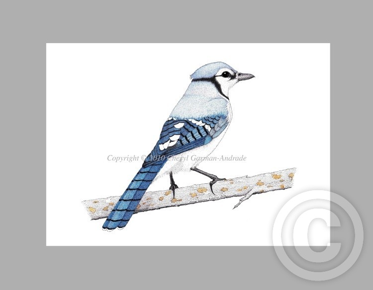 Blue Jay Ink Pointillism