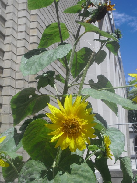 Keep on Blooming