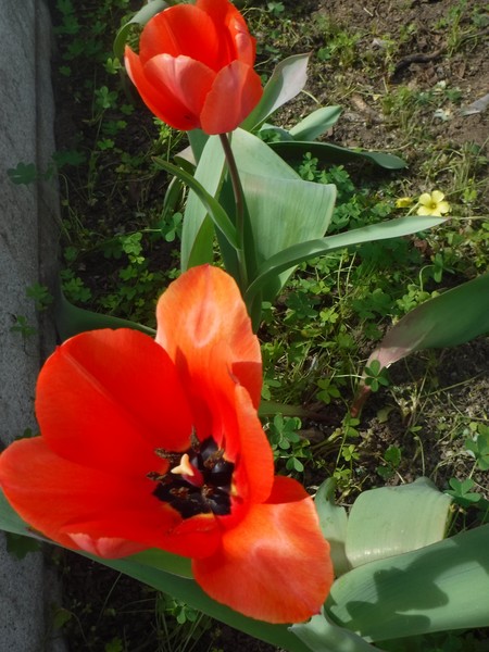 Tulipans