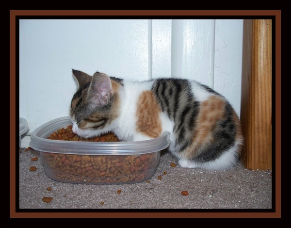 7 Kittens Series ~ Sound Asleep