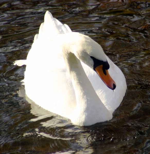 Swan