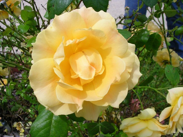 Yellow Beauty