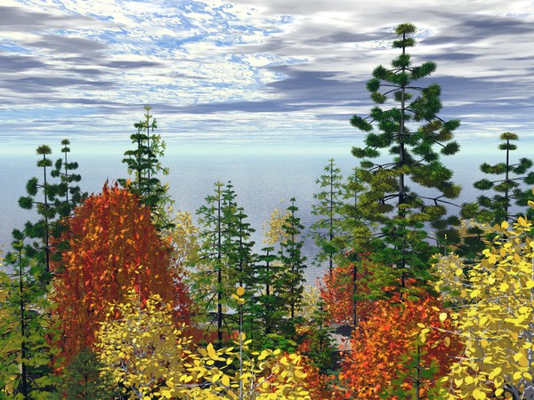 September Treetops