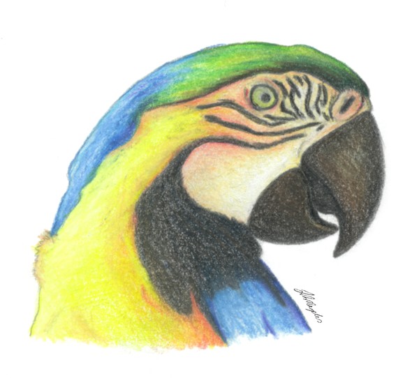parrot