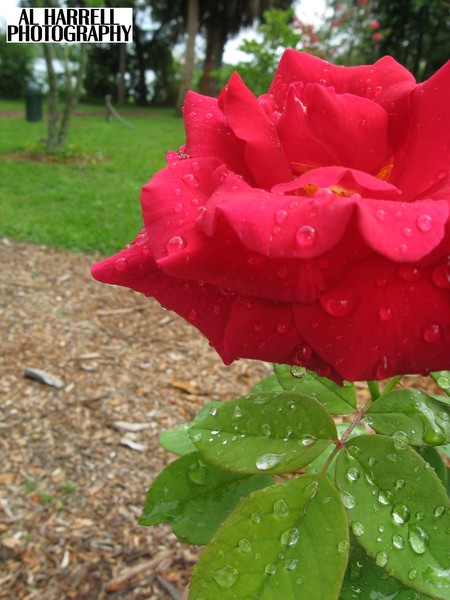 After the Rain