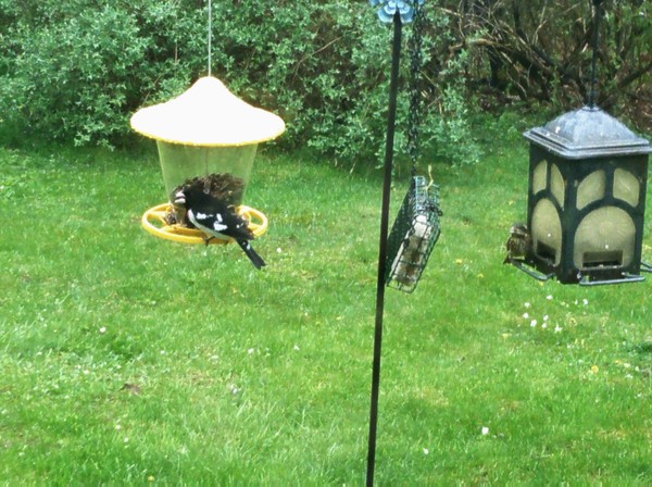 feeding time 2