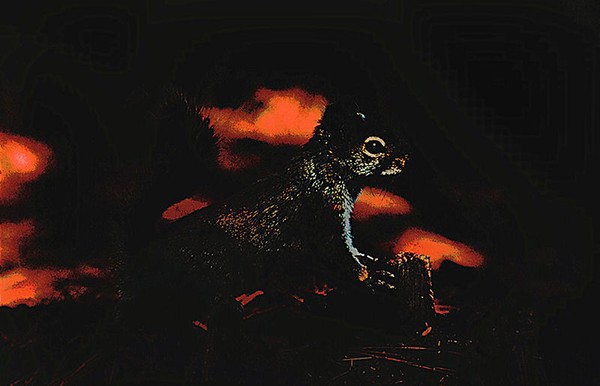 In the Dark
