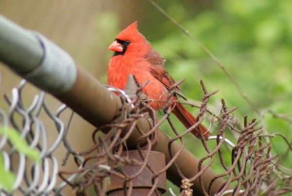 CARDINAL just hanging out