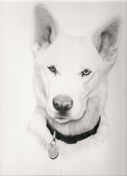 White Husky