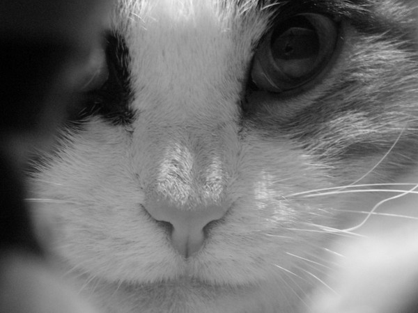 My Cat