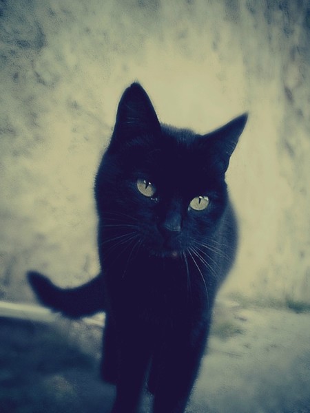 Stray cat