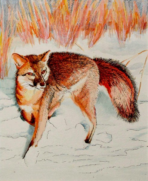 Red Fox