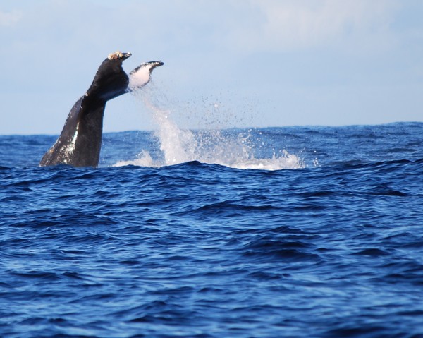 whale tale