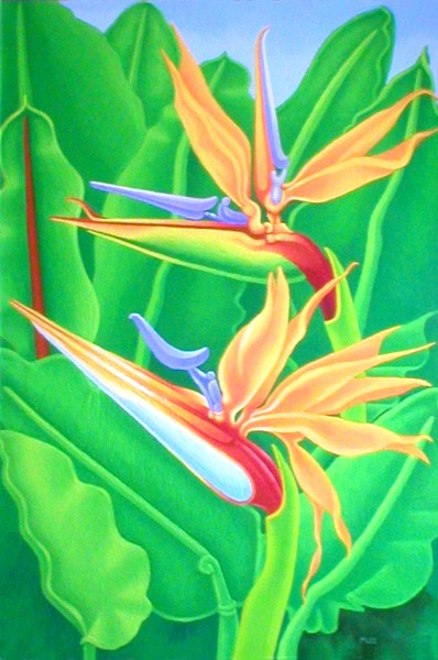 Bird of Paradise