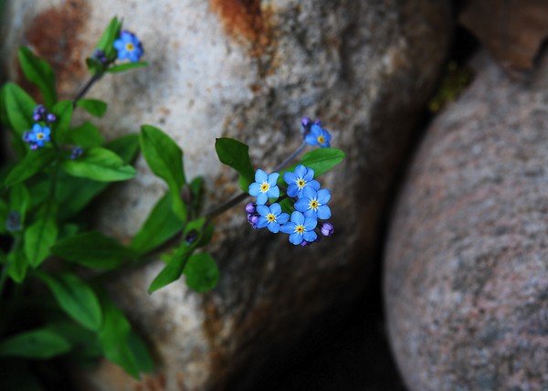 forgotten ..not
