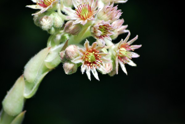 Nikon_07052009_3834