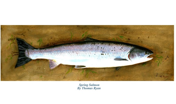 salmon