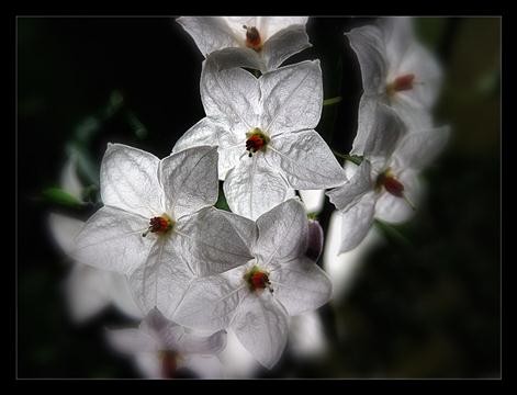 paperflowers
