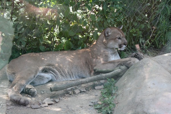 Cougar