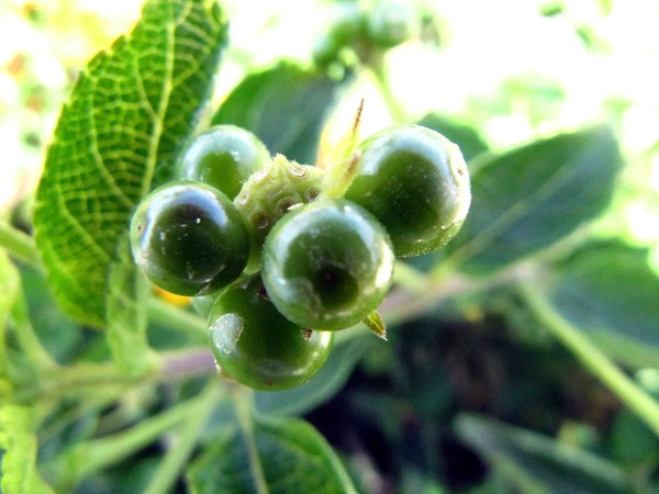 Flower buds