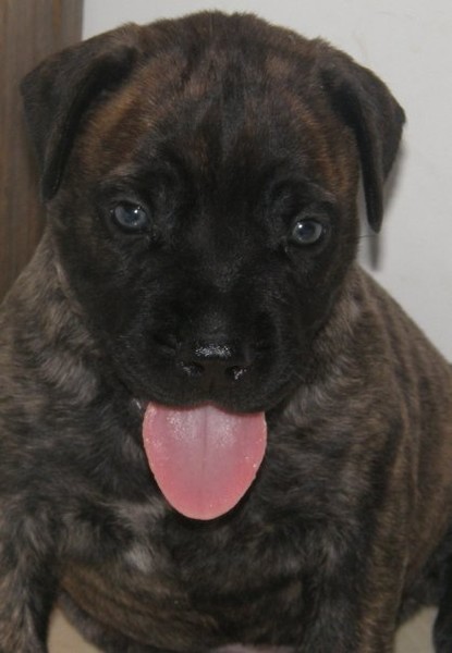 pink tongue Devil