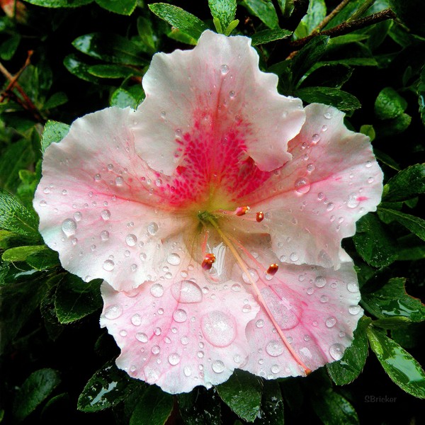 Pink Azalea Macro