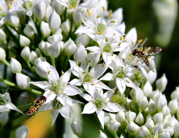 Chives and Hoverflies