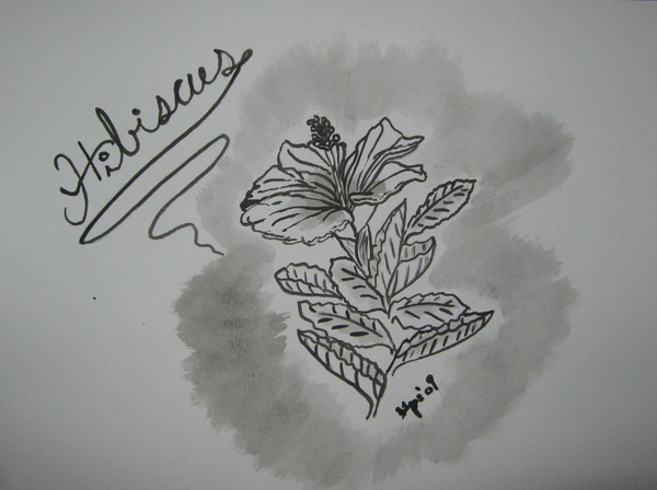 Hibiscus B&W