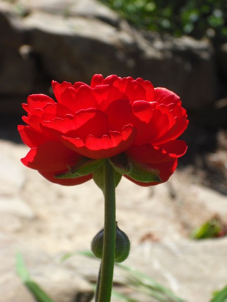 Like red on a ........