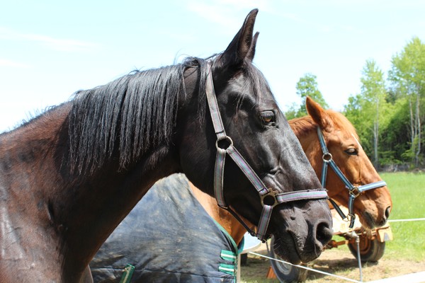 Horsing Around