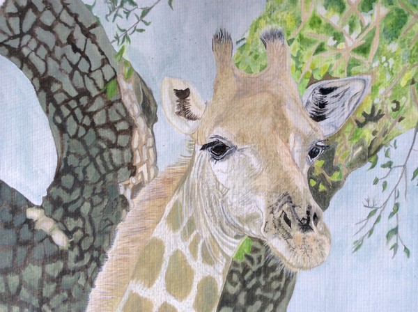Kate's Giraffe