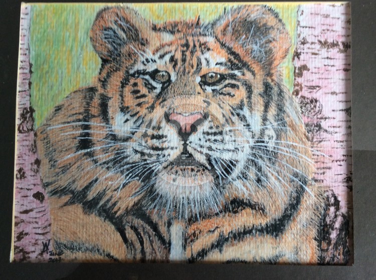 A show Tiger