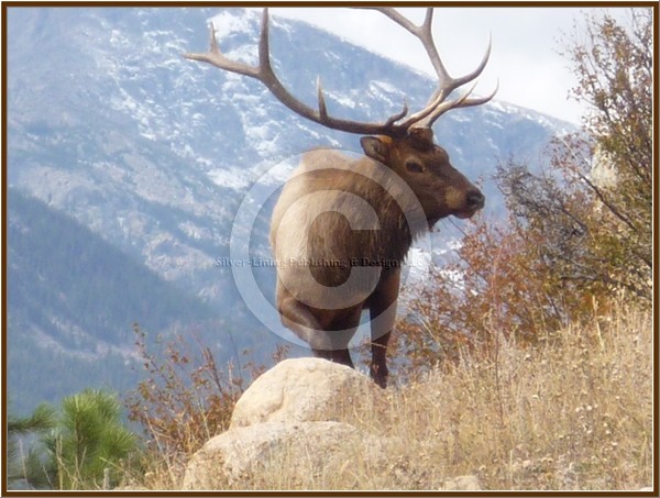 Colorado Bull Elk Watching the Herd