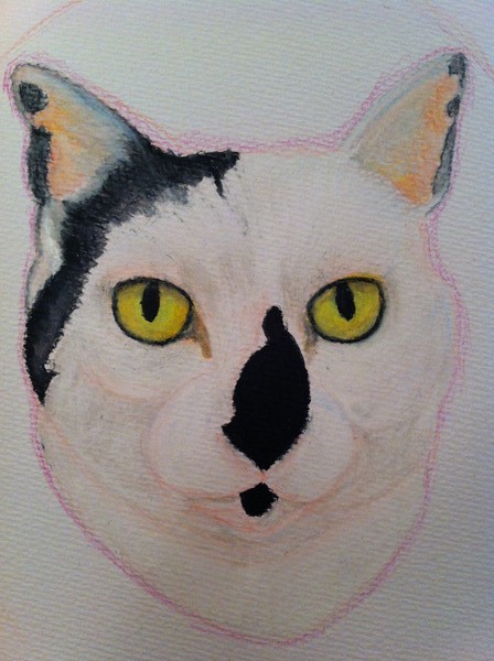 More cats